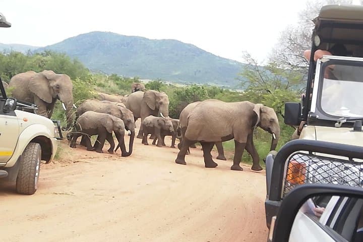 Full-Day Pilanesberg Safari from Johannesburg & Pretoria: Big Five Game Drive photo 6