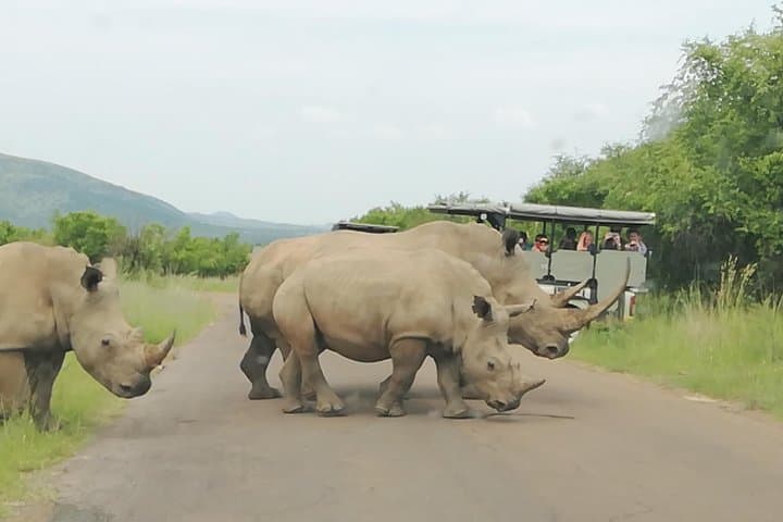 Kruger National Park 3-Day Classic Safari from Johannesburg — Big Five Lodge Experience