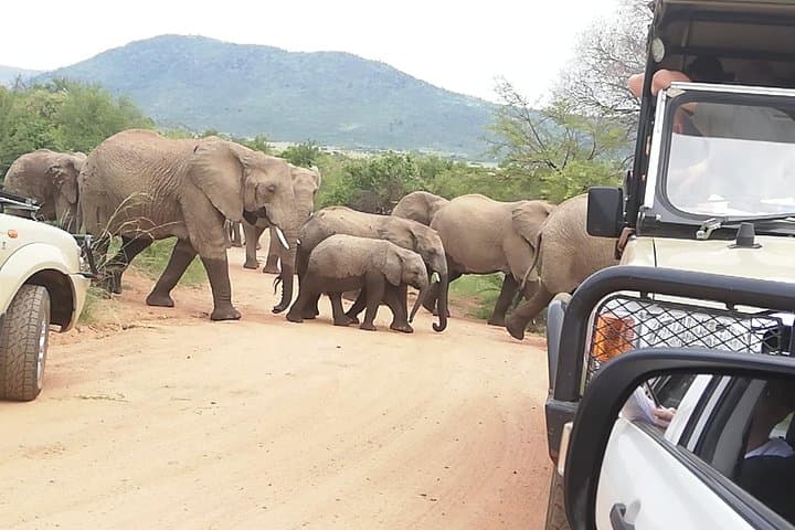2-Day Pilanesberg Safari: Sunrise & Sunset Game Drives with 4★ Lodge Stay photo 4