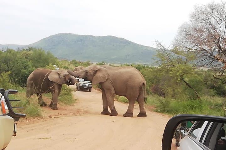 Two-Day Pilanesberg & Sun City Safari: Open-Vehicle Game Drives and Resort Time photo 2