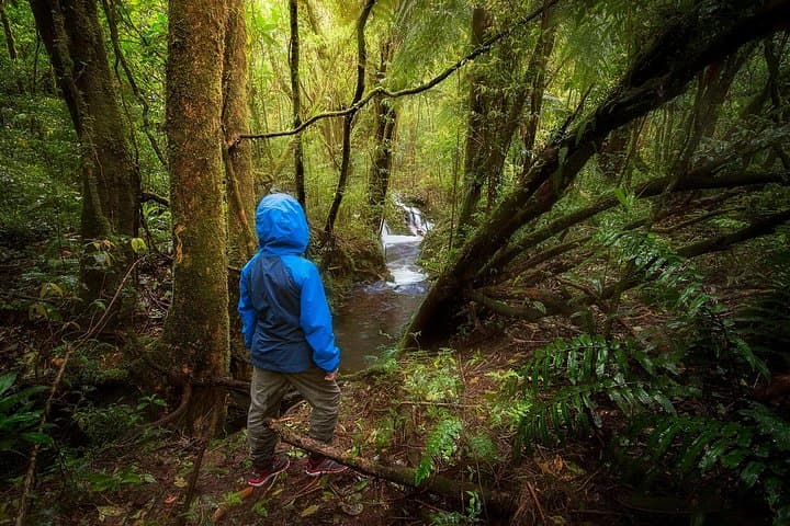 Cloud Forest Hike at Juan Castro Blanco National Park — Quetzals, Headwaters & High-Altitude Trails photo 4