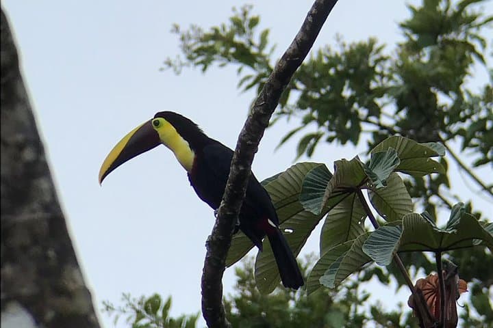 Hike Rio Celeste: Guided Walk in Tenorio Volcano National Park photo 2