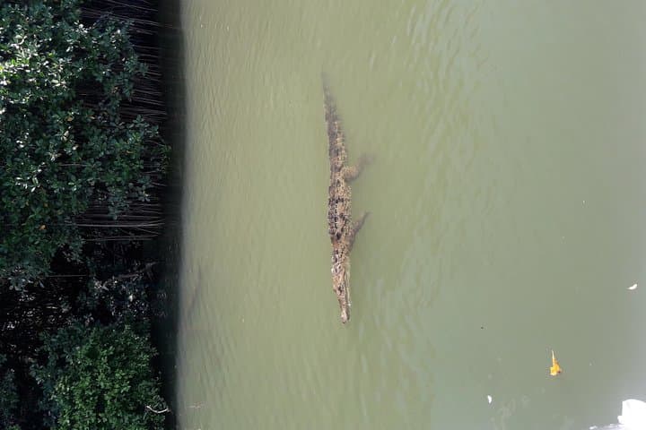 Black River Safari from Montego Bay — Private Crocodile & Mangrove Birdwatching Boat Tour photo 6