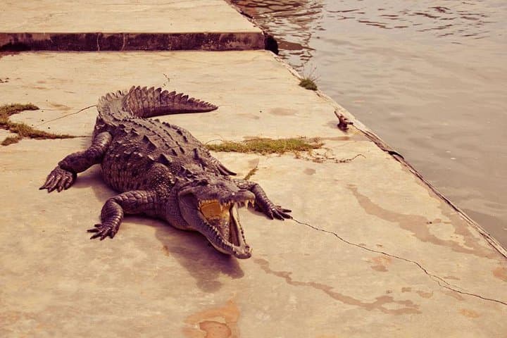 Black River Safari from Montego Bay — Private Crocodile & Mangrove Birdwatching Boat Tour photo 5