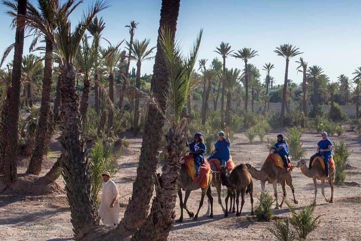 Camel Ride in the Palmeraie of Marrakech: Palm-Oasis Experience & Practical Guide