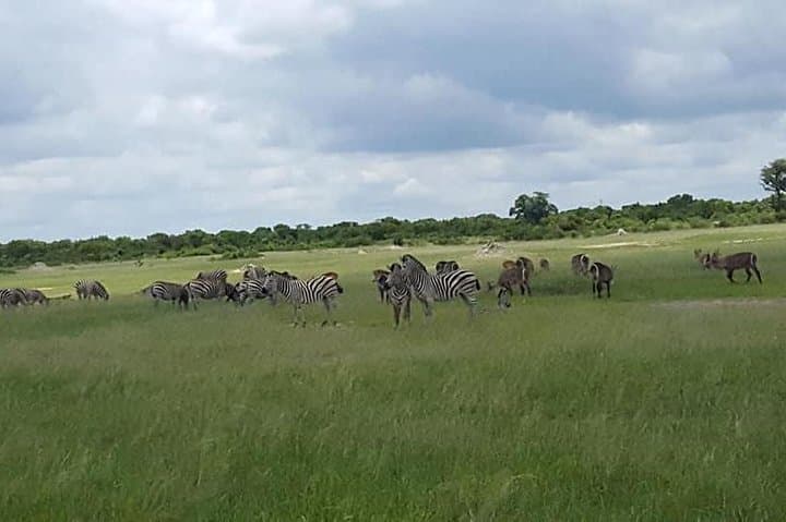 Full-Day Hwange Safari from Victoria Falls: Game Drives & Wildlife Viewing photo 3