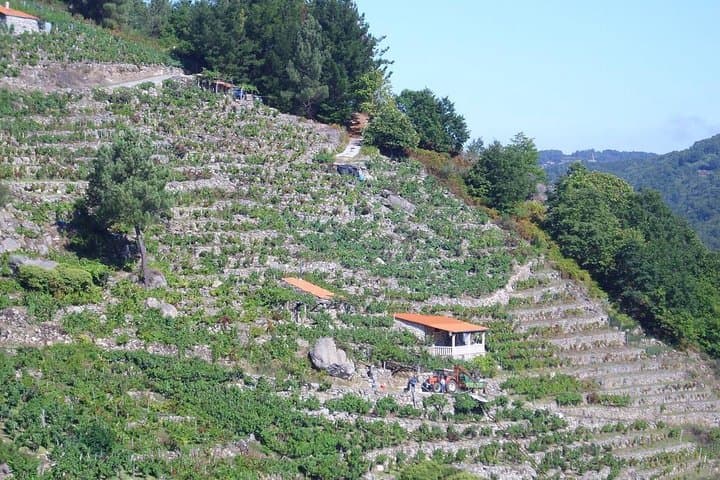 Canyons and Wine: Ribeira Sacra Day Trip from Lugo photo 2