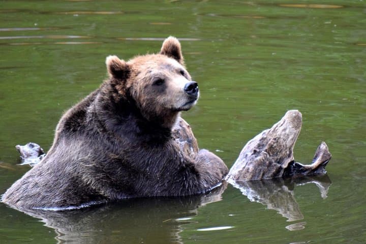 Exploring Sitka: A Small-Group Tour Through Bears, Raptors, and Totemic History photo 5