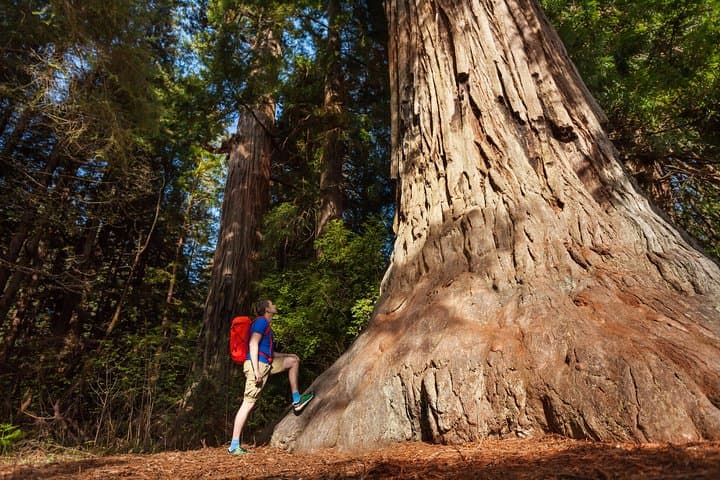 Yosemite & Giant Sequoias: 2-Day Semi-Guided Tour from San Francisco photo 2