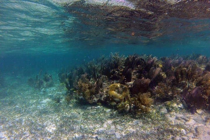 Roatan All-in-One Adventure: Zipline, Snorkel & Beach Shore Excursion photo 3