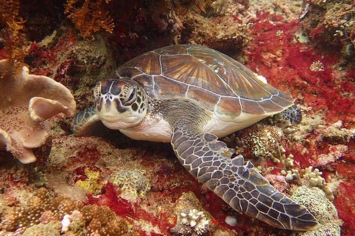 Snorkelling the Blue Lagoon: Padangbai's Turtles and Coral Gardens photo 2