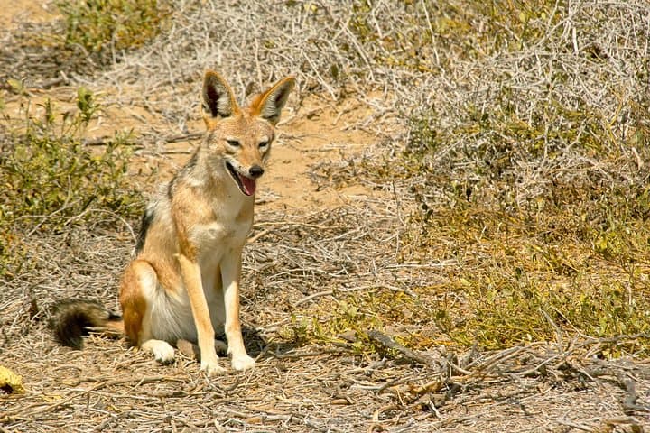 Sandwich Harbour Self-Drive 4x4 Adventure from Walvis Bay photo 6