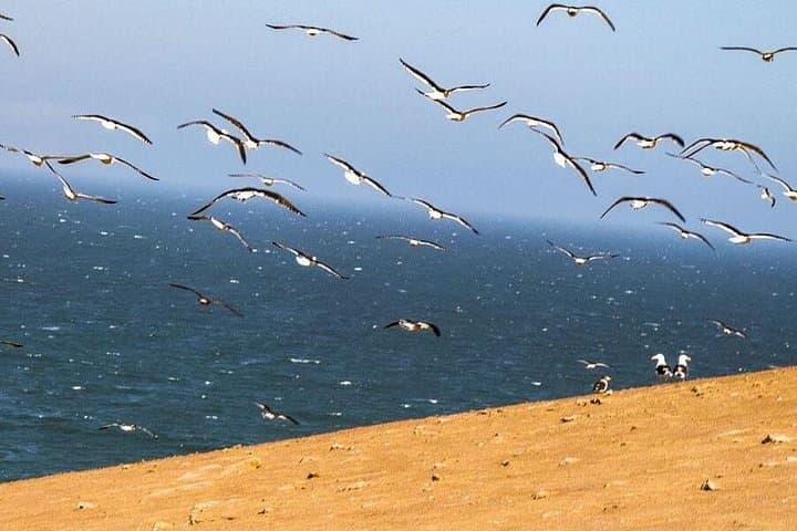 ATV Tour in Reserva Nacional de Paracas: Coastal Dunes & Cathedral Viewpoint photo 6