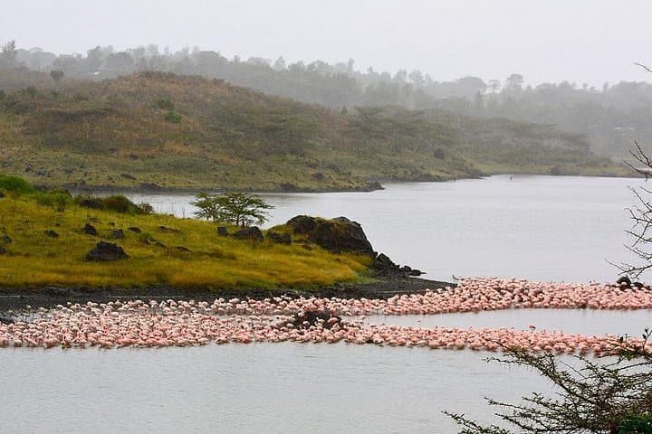 Day Trip Game Drive in Arusha National Park: Momela Lakes, Mount Meru & Colobus Monkeys