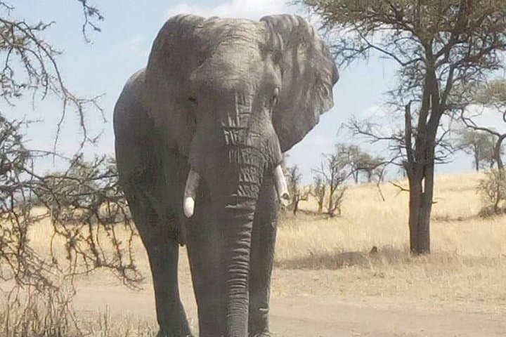 2-Day Tanzania Safari: Lake Manyara & Tarangire Game Drives from Arusha