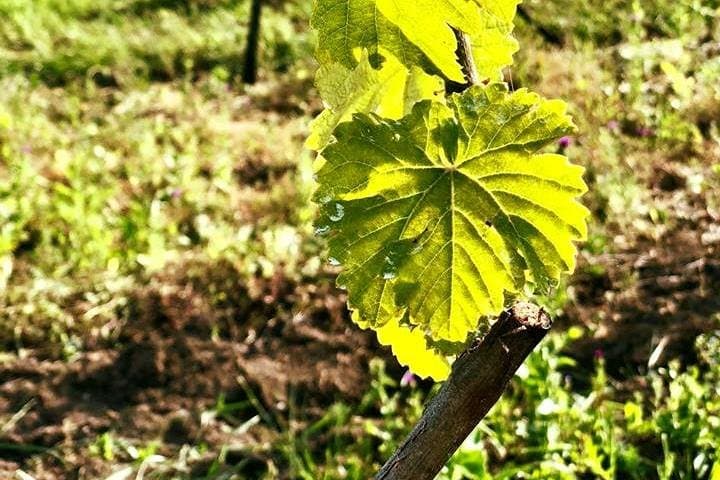 Private Wine Tour in Azerbaijan — Ismayilli & Gabala Winery Visit and Tasting photo 5
