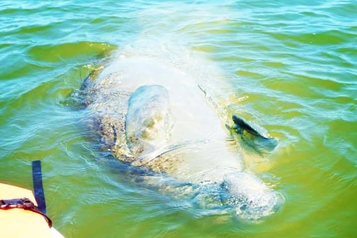 Blue Springs Manatee Kayak Tour — Paddle with Manatees Near Orlando photo 4
