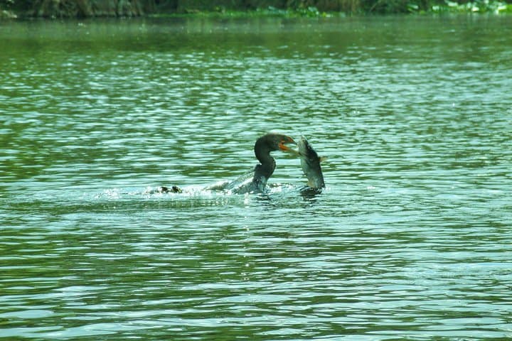 Blue Springs Manatee Kayak Tour — Paddle with Manatees Near Orlando photo 6
