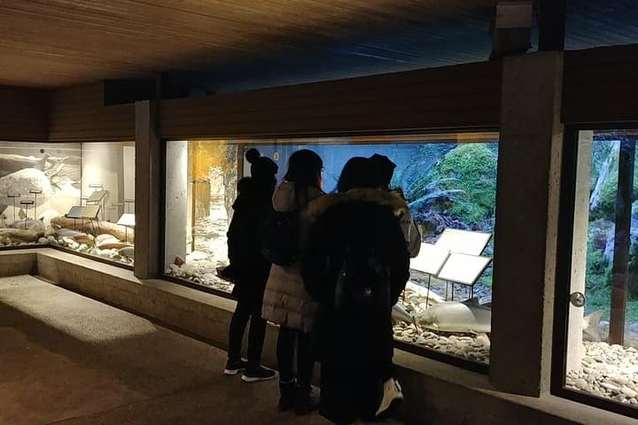 North Vancouver Discovery Private Tour: Capilano, Deep Cove & Grouse Mountain Day Trip photo 3