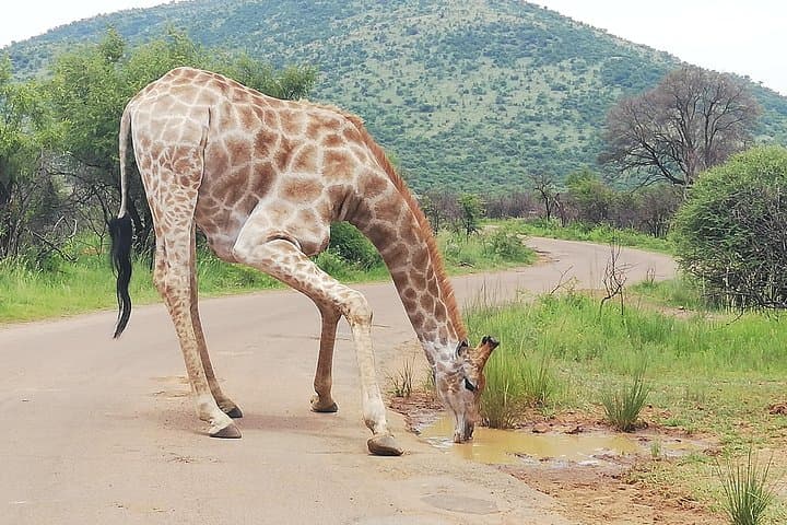 Pilanesberg Safari: 3-Day 4-Star Private Lodge Experience photo 2