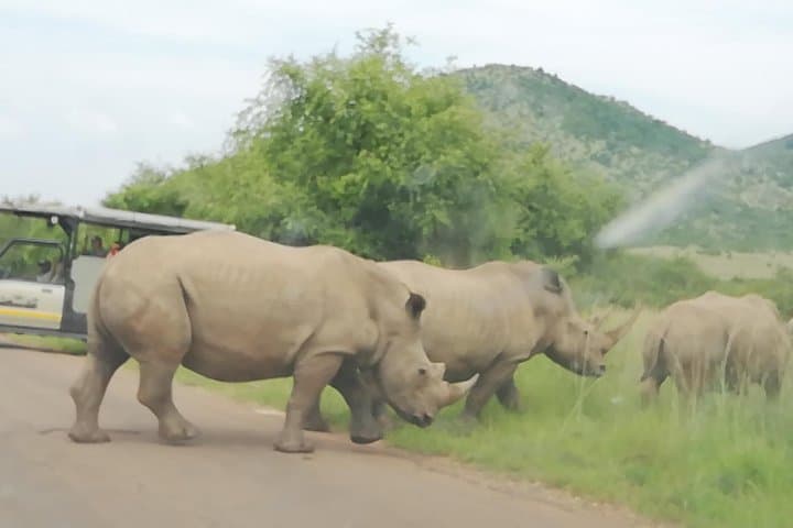 Tented Pilanesberg Safari: 2-Day Overnight from Johannesburg photo 3