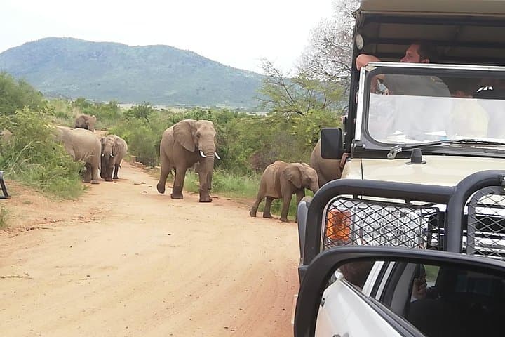 Tented Pilanesberg Safari: 2-Day Overnight from Johannesburg photo 6