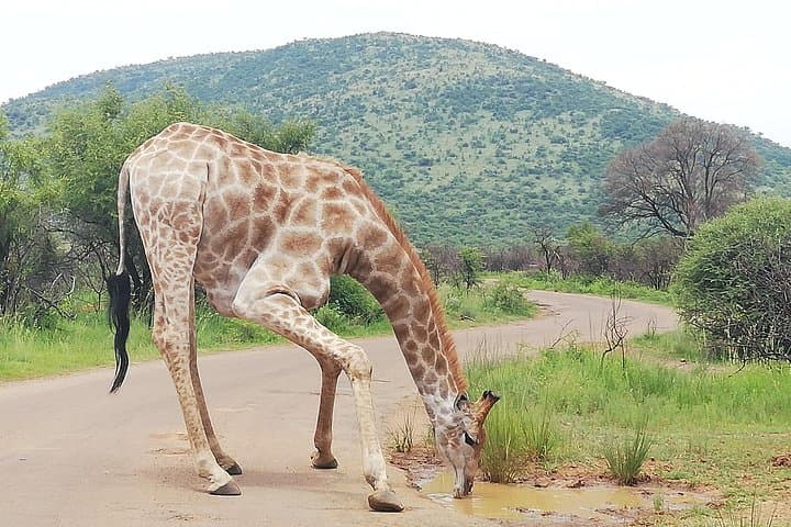 Tented Kruger Safari: 4-Day Camping Game Drives from Johannesburg photo 3
