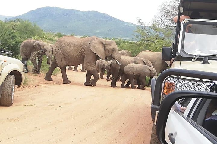 Two-Day Pilanesberg & Sun City Safari: Open-Vehicle Game Drives and Resort Time photo 6