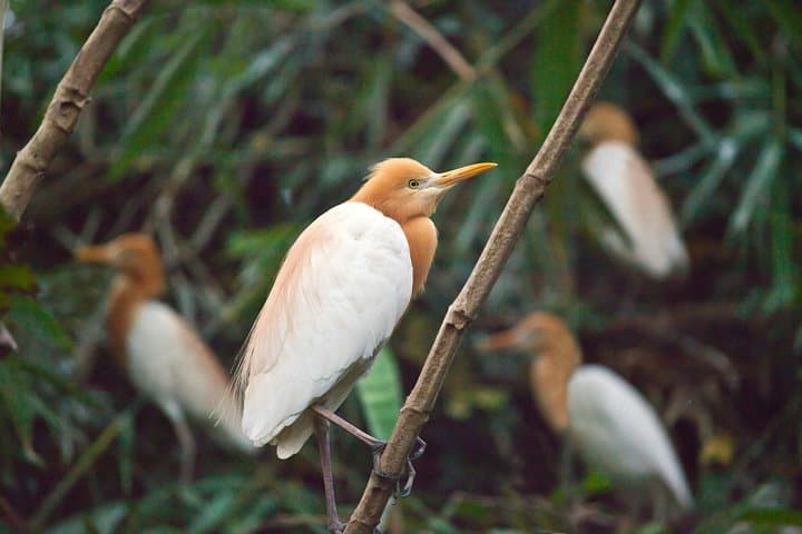 Ubud Half-Day: Monkey Forest, Art Market & Petulu White Herons photo 5