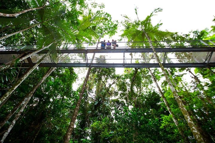Explore the Daintree Discovery Centre: Rainforest Canopy Walks & Wildlife Encounters photo 2