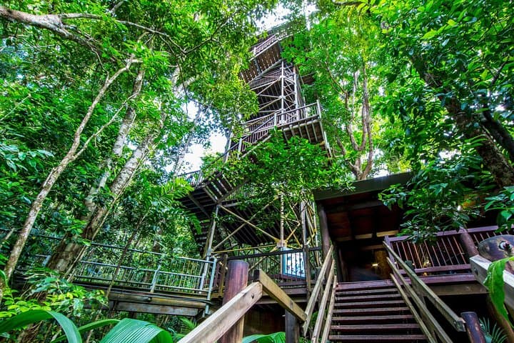 Explore the Daintree Discovery Centre: Rainforest Canopy Walks & Wildlife Encounters photo 4