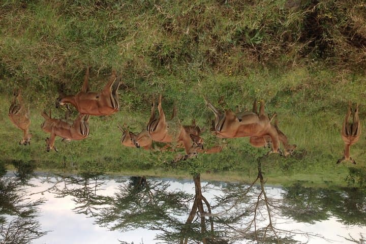 Explore Nairobi National Park: Half-Day Game Drive from the City photo 2