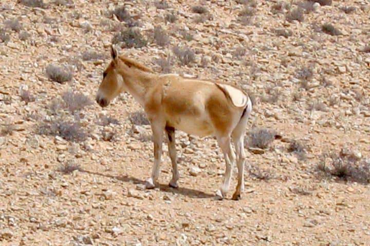 Two-Hour 4x4 Jeep Tour of Makhtesh Ramon from Mitzpe Ramon photo 5