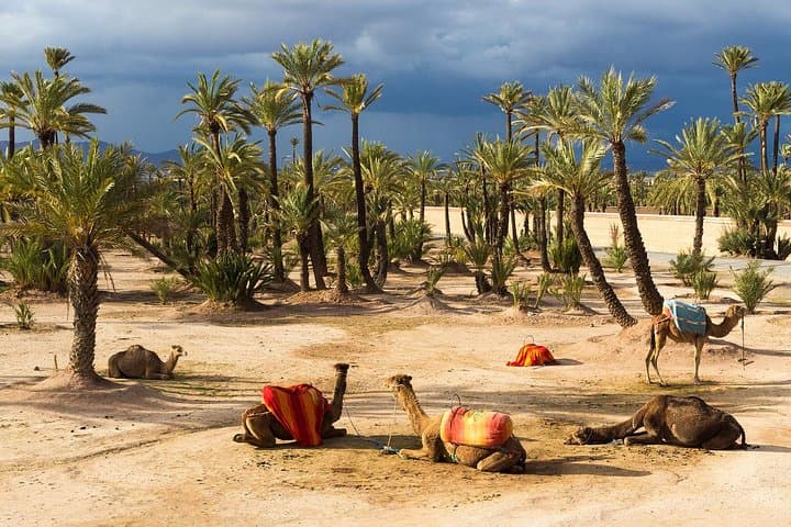 Camel Ride Through Marrakech's Palmeraie: 2-Hour Palm Grove Experience photo 3