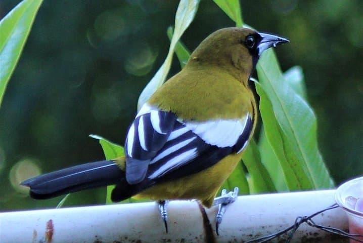 Ahhh Ras Natango Garden & Gallery — Montego Bay Mountain Views and Hummingbirds photo 5