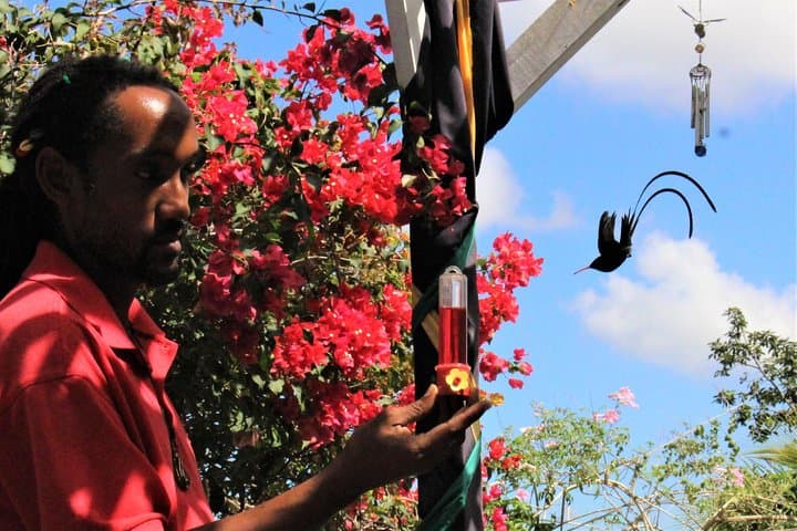 Ahhh Ras Natango Garden & Gallery — Montego Bay Mountain Views and Hummingbirds photo 6