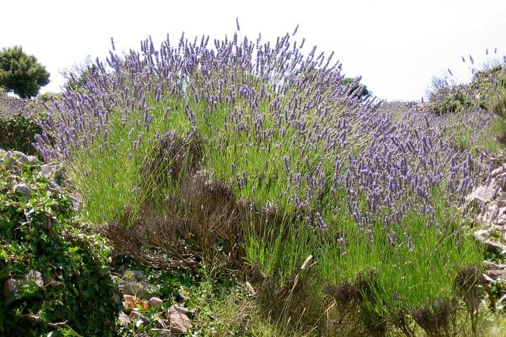 Hvar Lavender Fields Small-Group Tour — Brusje Village & Coastal Vistas photo 3