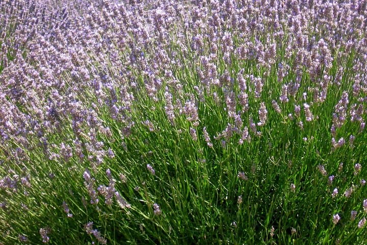 Hvar Lavender Fields Small-Group Tour — Brusje Village & Coastal Vistas photo 6