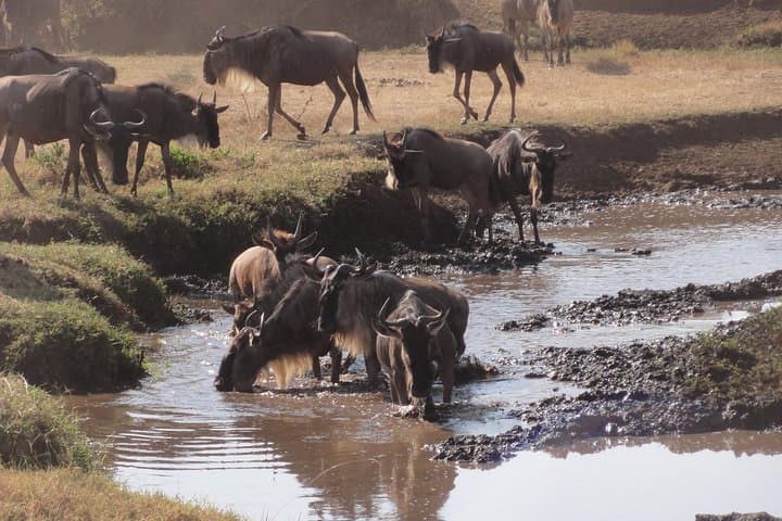 14-Day Kenya & Tanzania Safari with Zanzibar Beach Escape photo 4
