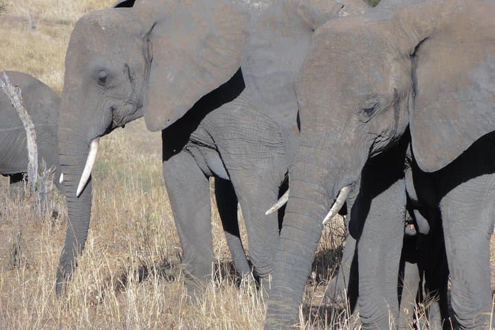 14-Day Kenya & Tanzania Safari with Zanzibar Beach Escape photo 6