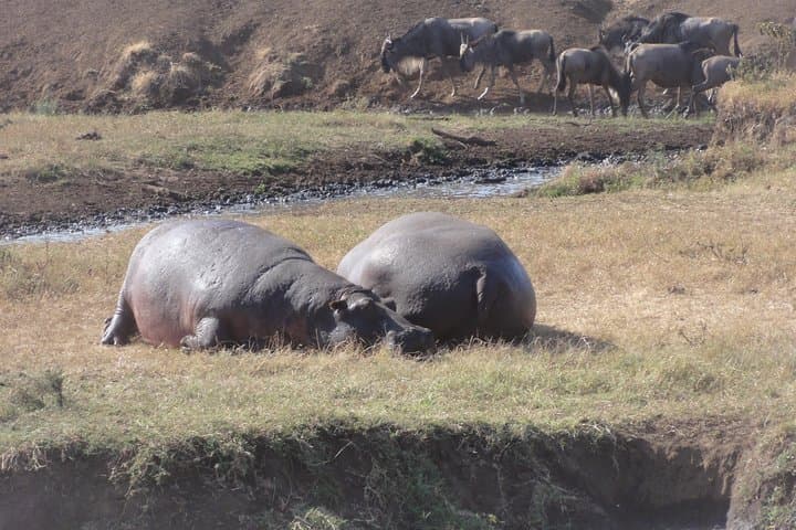 14-Day Kenya & Tanzania Safari with Zanzibar Beach Escape photo 2