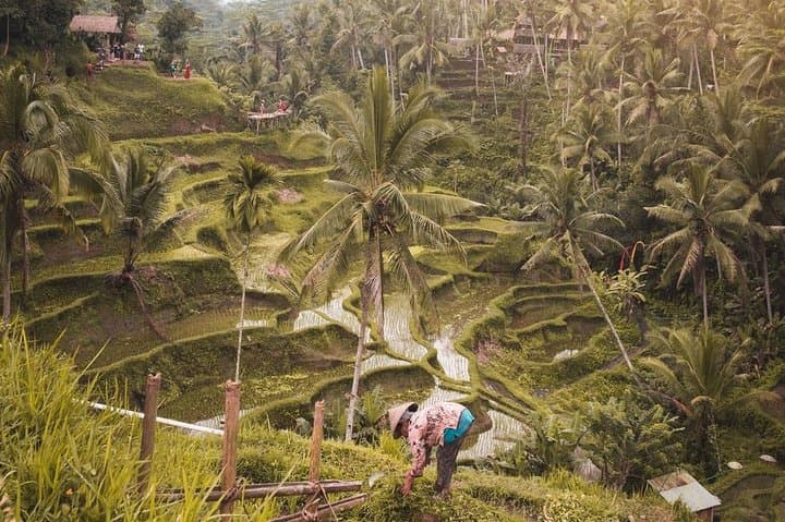 All of Ubud: Monkey Forest, Volcano Views, Temples & Tegalalang Rice Terraces photo 2
