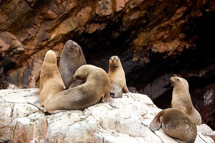 Private Day Trip to Paracas & Ballestas Islands from Lima: Wildlife, Desert Coast & Beaches