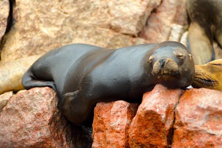 Ballestas Islands and Paracas Reserve Day Trip from Lima by Bus photo 3