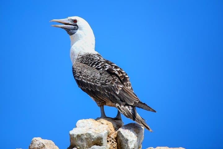 Ballestas Islands and Paracas Reserve Day Trip from Lima by Bus photo 4