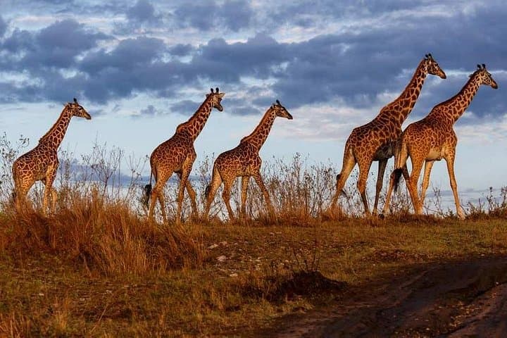 Budget 3-Day Group Safari to Maasai Mara: From Nairobi to the Great Migration photo 3