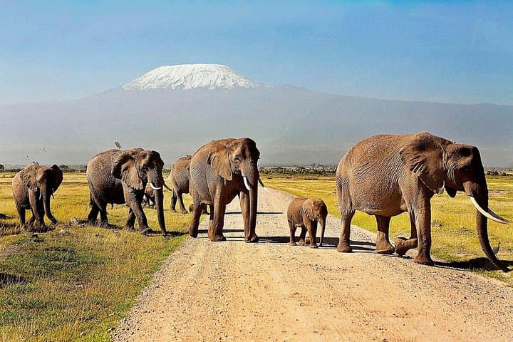 3-Day Amboseli & Tsavo Safari: Kilimanjaro Views, Mzima Springs & Big Elephants photo 5