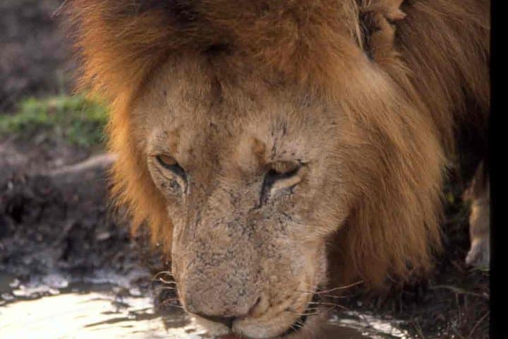 Amboseli 2-Day Safari: Landcruiser Game Drives & Kilimanjaro Views photo 2