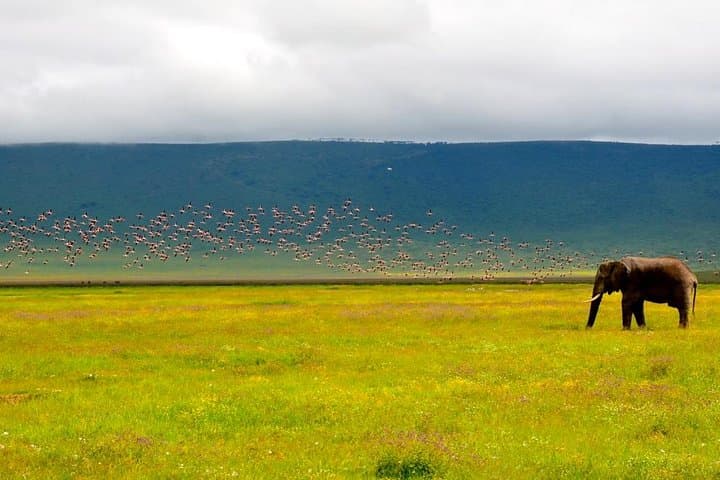 Budget 4-Day Camping Safari to Serengeti & Ngorongoro from Arusha photo 3