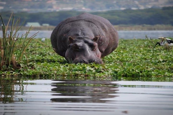 Overnight Hell's Gate & Lake Nakuru: Bikes, Boat Ride and Rhinos in 48 Hours photo 5